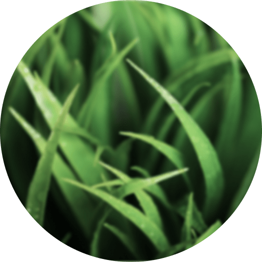 Dr Roy orthodontie ecologique Saint Genis Pouilly